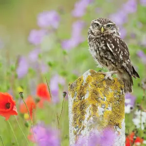 Little Owl - on post in wildflower meadow - controlled Little Owl - on post in wildflower meadow - controlled