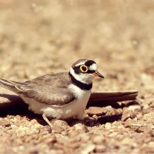 LITTLE RINGED PLOVER LITTLE RINGED PLOVER