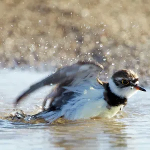 Little-ringed Plover - bathing in puddle