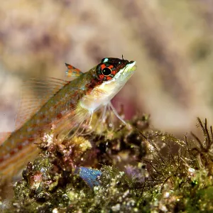 Lizard Triplefin