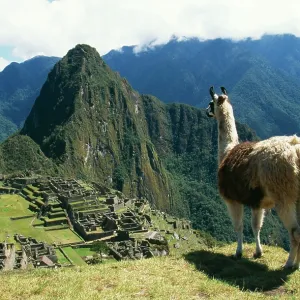 LLAMA LLAMA