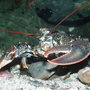 LOBSTER LOBSTER