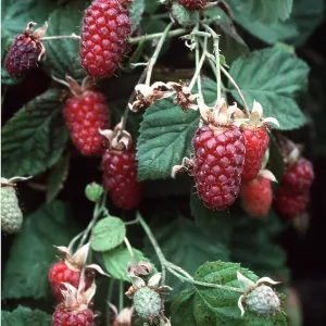 LOGANBERRY - close-up of ripe fruits LOGANBERRY - close-up of ripe fruits