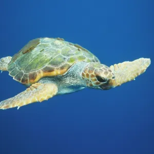 Loggerhead TURTLE - front to side view Loggerhead TURTLE - front to side view