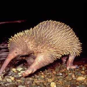 Long-beaked ECHIDNA Long-beaked ECHIDNA