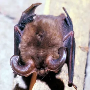 Long-eared Bat Long-eared Bat