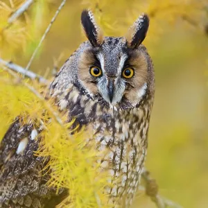 Long Eared Owl - in larch tree in Autumn Long Eared Owl - in larch tree in Autumn