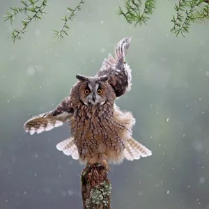 Long eared Owl - in rain Long eared Owl - in rain