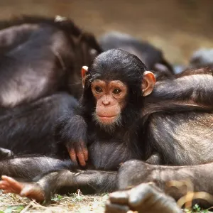 Long-haired / EASTERN Chimpanzee - Infant