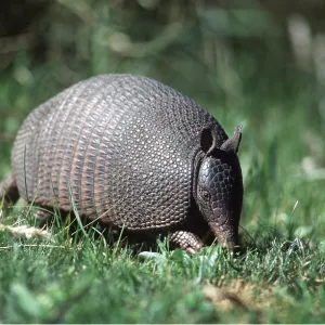 Long-nosed Armadillo Long-nosed Armadillo