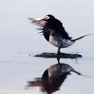 LONG TAILED DUCK - flapping wings, surrounded by water LONG TAILED DUCK - flapping wings, surrounded by water