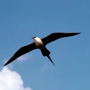 LONG-TAILED SKUA - IN FLIGHT LONG-TAILED SKUA - IN FLIGHT