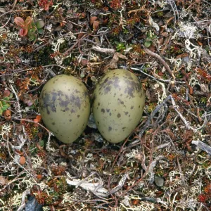 Long-tailed Skua - nest with eggs