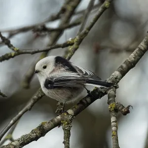 Long-tailed Tit sitting on branch looking left Long-tailed Tit sitting on branch looking left