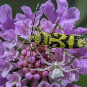 A Longhorn Beetle, Chlorophorus varius with a cr A Longhorn Beetle, Chlorophorus varius with a cr