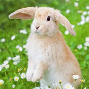 Lop Eared Rabbit - juvenile on garden lawn Lop Eared Rabbit - juvenile on garden lawn