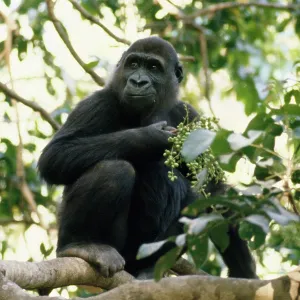 Lowland Gorilla - feeding Lowland Gorilla - feeding
