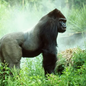 Lowland GORILLA - silverback male Lowland GORILLA - silverback male