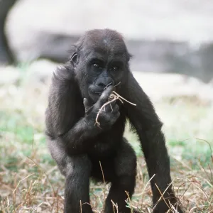 LOWLAND GORILLA - young, standing