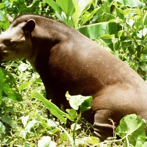 Lowland TAPIR - feeding Lowland TAPIR - feeding