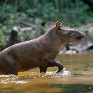 Lowland TAPIR - leaving forest creek Lowland TAPIR - leaving forest creek