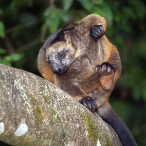 Lumholtz's Tree Kangaroo