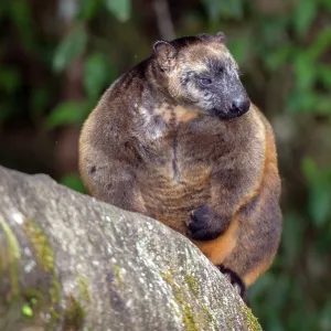 Lumholtz's Tree Kangaroo