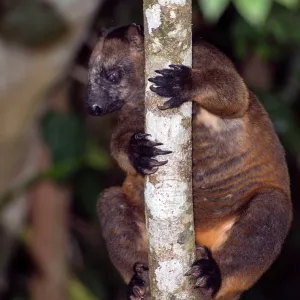 Lumholtz's Tree Kangaroo