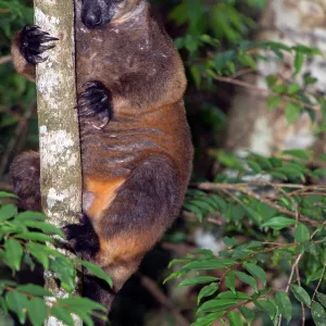 Lumholtz's Tree Kangaroo