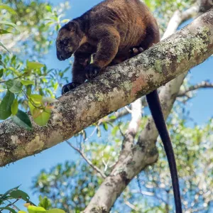Lumholtz's Tree Kangaroo