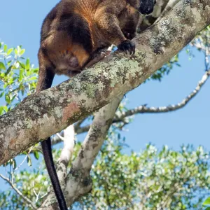 Lumholtz's Tree Kangaroo