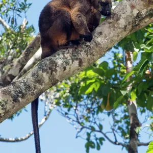 Lumholtz's Tree Kangaroo