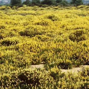Lupin colonisation, re-colonisation of gravel workings Lupin colonisation, re-colonisation of gravel workings