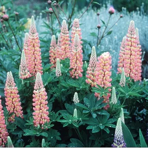LUPINS - Orange Flower LUPINS - Orange Flower