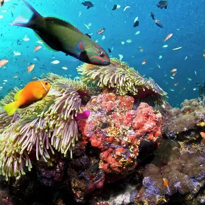 Lyretail Wrasse - with Tomato Anemonefish / Clownfish