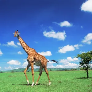 MAASAI GIRAFFE