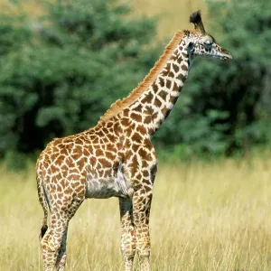 Maasai Giraffe - sleeping
