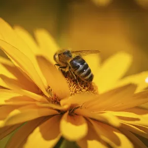 Macro photograph of a honeybee (Apis) on a yellow flower of the sun's eye Macro photograph of a honeybee (Apis) on a yellow flower of the sun's eye