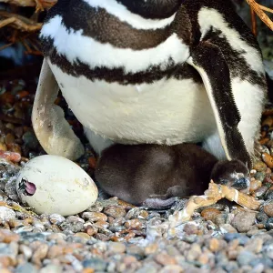 Magellanic Penguin Magellanic Penguin