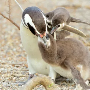 Magellanic Penguin - feeding two chicks Magellanic Penguin - feeding two chicks