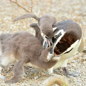 Magellanic Penguin - feeding two chicks Magellanic Penguin - feeding two chicks