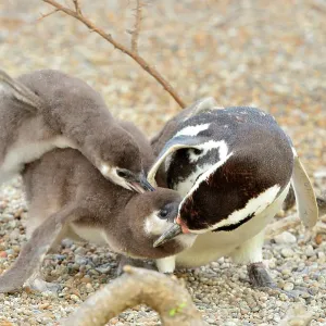 Magellanic Penguin - feeding two chicks Magellanic Penguin - feeding two chicks