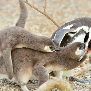 Magellanic Penguin - feeding two chicks Magellanic Penguin - feeding two chicks