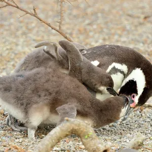 Magellanic Penguin - feeding two chicks Magellanic Penguin - feeding two chicks