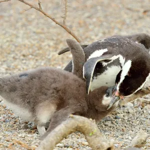 Magellanic Penguin - feeding two chicks Magellanic Penguin - feeding two chicks