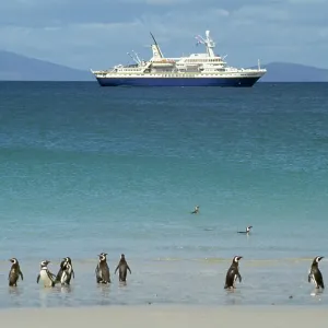 Magellanic Penguins - with cruise ship Magellanic Penguins - with cruise ship