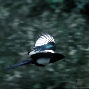 MAGPIE - in flight MAGPIE - in flight