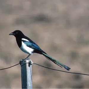 MAGPIE - perched on fence post