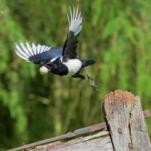 Magpie - stealing pheasants egg - in flight Magpie - stealing pheasants egg - in flight