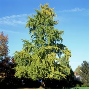 Maidenhair Tree Maidenhair Tree